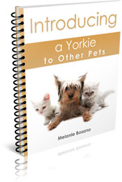 Introducing A Yorkshire Terrier To Other Pets